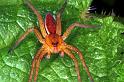 Dolomedes_fimbriatus_RF0623_Z_75_Les Gris_Frankrijk